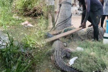 சுவதம் விருது பெற்ற ஒருவர் முதலை தாக்கி உயிரிழப்பு