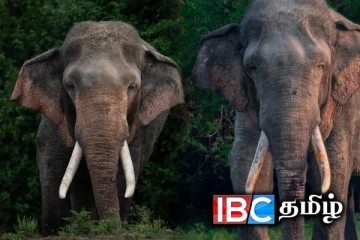 இலங்கையின் மிகப்பெரிய யானையின் உயிருக்கு அச்சுறுத்தல்