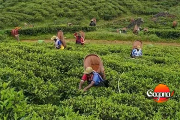 ආයේ තේ කොළත් නැති වෙයිද? වතු කම්කරුවන් රස්සා අත්හරී