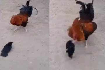 தவறான எதிராளியிடம் வசமாக சிக்கிய சேவல்... களிப்பூட்டும் காட்சி!