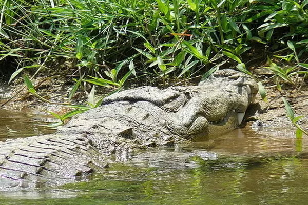 அக்கரைப்பற்றில் நடந்த துயர சம்பவம் | Crocodile Attack In Akkaraiparru
