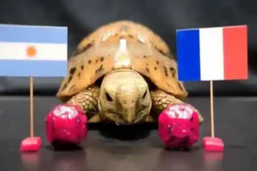 அர்ஜென்டினா அணி தான் வெற்றி: ஆமை மற்றும் கழுகின் கணிப்பு