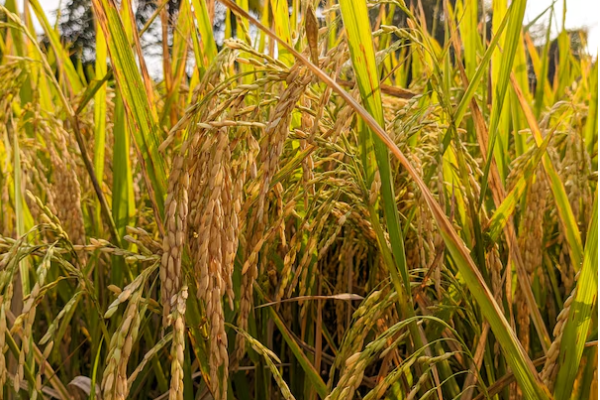 நெல்லுக்கான கொள்வனவு விலைகளை அறிவித்தது அரசாங்கம்! | Paddy Prices Maha Season Have Been Announced