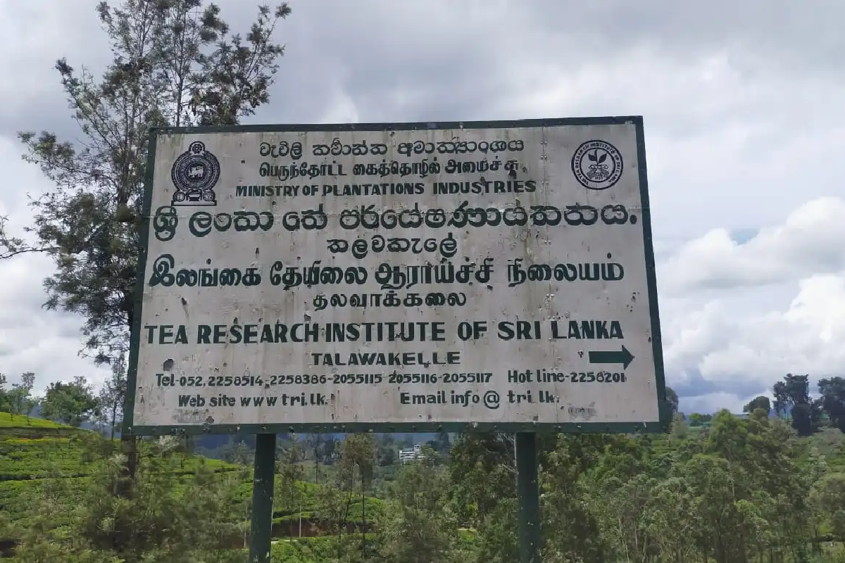 தேயிலை ஆராய்ச்சி நிறுவனத்திற்குள் நடத்தப்பட்ட மோசமான செயல் | An Improper Act Inside The Tea Research Institute