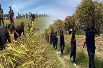 கிளிநொச்சியில் மனித வலுவினை பயன்படுத்தி பாரம்பரிய முறையில் நெல் அறுவடை