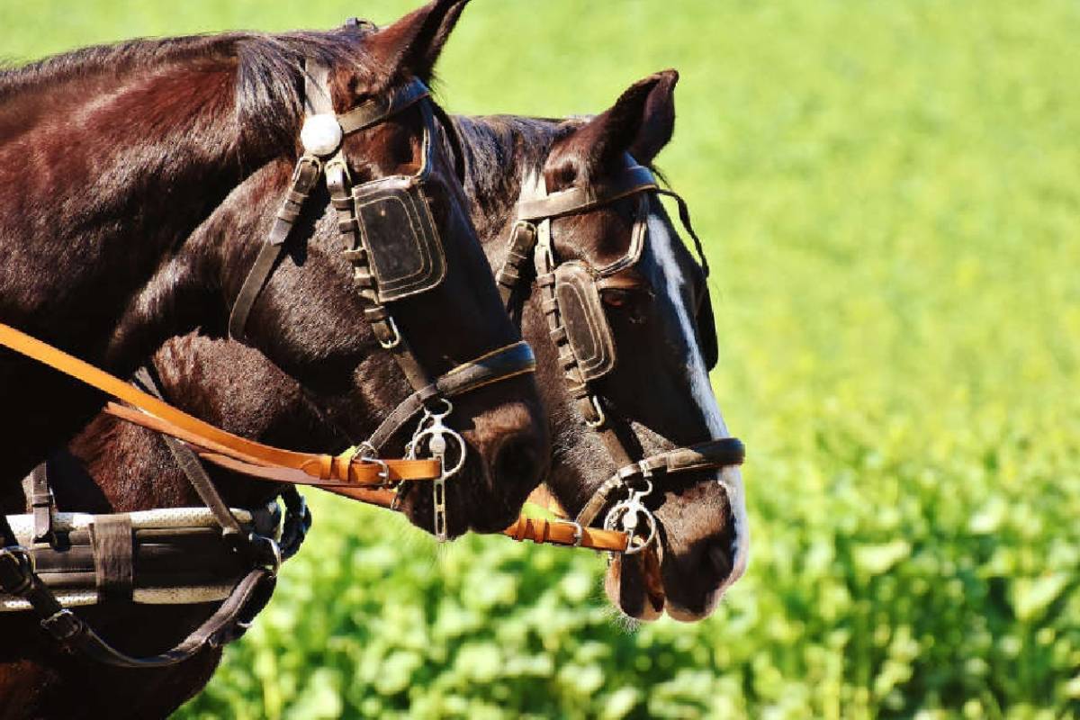 சுவிட்சர்லாந்தில் குதிரைகளை பயமுறுத்திய நபருக்கு அபராதம் | Man Fined For Frightening Horses