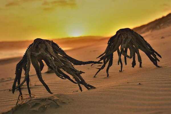 கடலில் இருந்து வந்த வேற்று கிரகவாசிகள் - பீதியை கிளப்பிய புகைப்படம்! | Aloe Vera Whick Looks Like Alien Viral