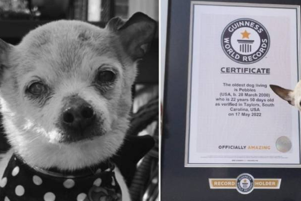 கின்னஸ் சாதனை படைத்த நாய்க்கு நேர்ந்த சோகம்! | Worlds Oldest Dog Guinness Record Holder Dies