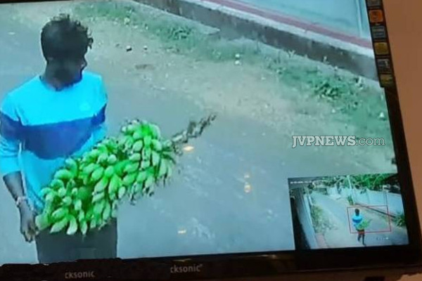 யாழில் பட்டப்பகலில் இடம்பெற்ற திருட்டு சம்பவம்! கமராவில் சிக்கிய காட்சி | Daylight Banana Plant Theft In Jaffna Kondavil