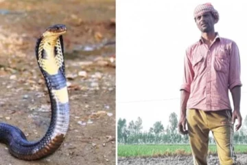 துணையை கொன்றவரை பழிவாங்க காத்திருக்கும் பாம்பு - 7 முறை கடித்ததால் பரபரப்பு