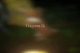 සමථ මණ්ඩලයක් දුන් තිරිසන් තීන්දුවක්..(PHOTO)
