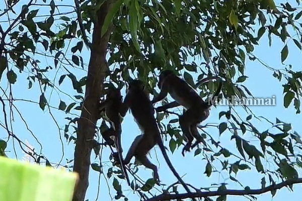 தோப்பூர் பிரதேசத்தில் குரங்குகளின் தொல்லை அதிகரிப்பு! | Monkey Menace In Thoppur Area
