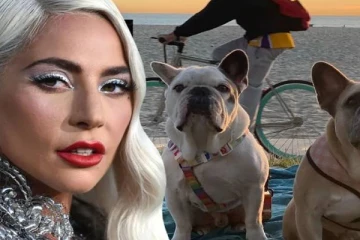 பிரபல பாப் பாடகியின் நாய்களை திருட துப்பாக்கியால் சுட்டவருக்கு நேர்ந்த கதி!