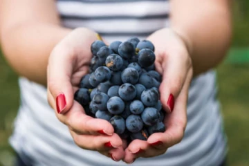 ஒரு கையளவு கருப்பு திராட்சை! இப்படி சாப்பிடுங்க போதும்.. பல நோய்களை விரட்டி அடிக்கும்