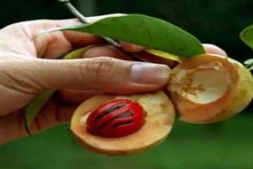 இலங்கையில் சாதிக்காயின் விலையில் பாரியளவில் வீழ்ச்சி