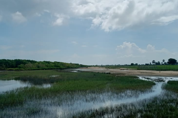 பச்சைப்புல்மோட்டை மாவீரர் துயிலும் இல்லத்தில் மறக்கப்பட்ட மாவீரர் நாள் நிகழ்வுகள் (படங்கள்) | Forgotten Ltte Leaders Pachipulmottai