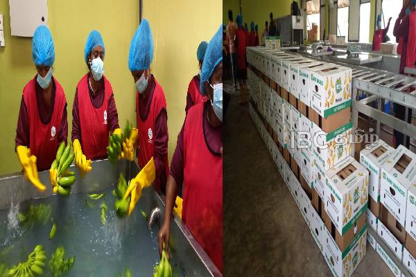 இரண்டாவது பெரிய திட்டம் - யாழில் இருந்து துபாய்க்கு வாழைக்குலை ஏற்றுமதி! | Bananas Exported To Dubai From Jaffna