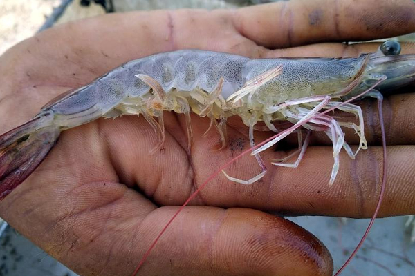 நண்டு, இறால்களை உயிருடன் கொதிக்க வைக்க வருகிறது தடை! | Boiling Crab And Prawns Alive Is Prohibited நண்டு, இறால்களை உயிருடன் கொதிக்க வைக்க வருகிறது தடை! | Boiling Crab And Prawns Alive Is Prohibited