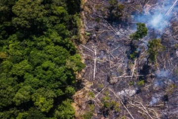 அமேசானில் அதிகரிக்கும் காடழிப்பு! ஆராய்ச்சியாளர்கள் வேதனை