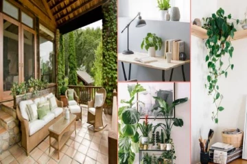 கோடையிலும் வீடு குளுகுளுன்னு இருக்கணுமா? அப்போ இந்த தாவரத்தை வீட்டில் வைங்க