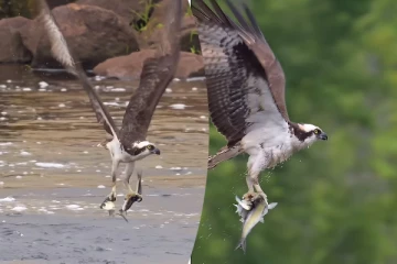 Viral Video: இரண்டு கால்களில் இரண்டு மீன்கள்... கழுகின் அட்டகாசமான மீன் வேட்டை