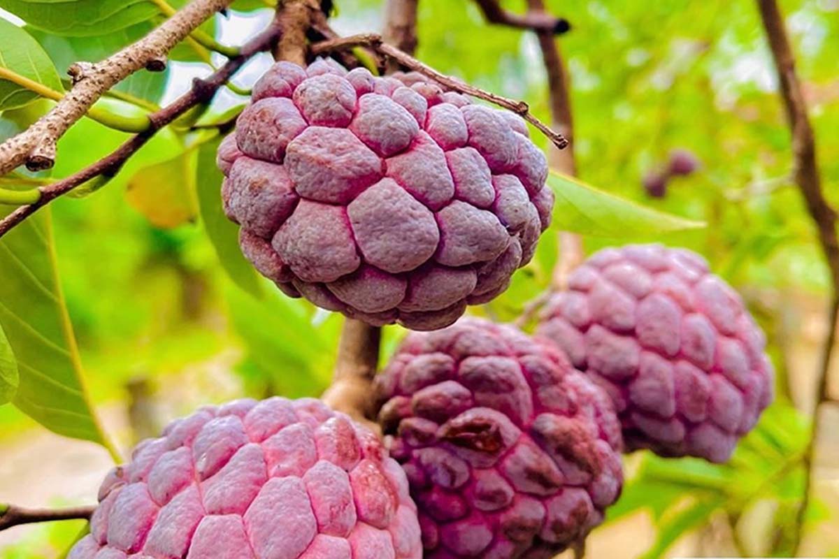 சீத்தாப்பழம் இரத்த சர்க்கரை அளவை அதிகரிக்குமா? நீரிழிவு நோயாளிகளே உங்களுக்குத்தான் | Does Eating Custard Apple Increase Sugar Level