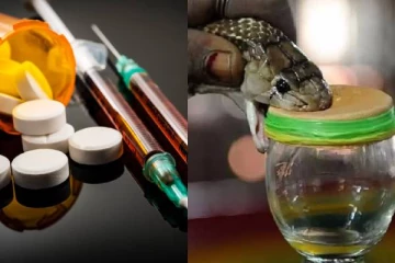 பார்ட்டியில் பாம்பு விஷ போதை - விற்பனை செய்த 'பிக் பாஸ்' பிரபலம் கைது!