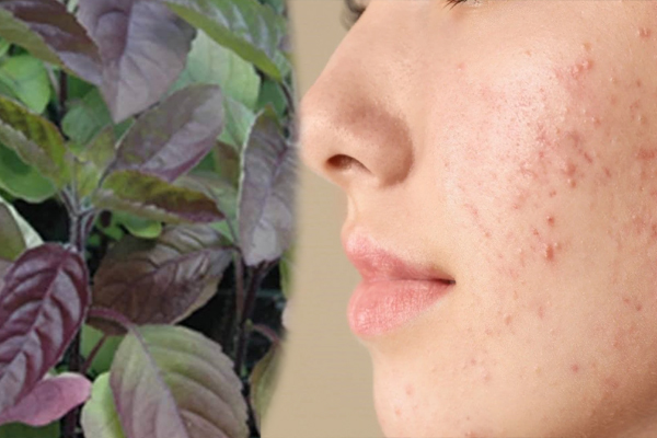 சளி பிரச்சனையை அடியோடு விரட்டணுமா? கருந்துளசியை கட்டாயம் சாப்பிடுங்க | Black Basil Leaf Benefits Winter Season