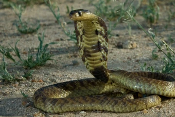 கழிப்பறைக்கு சென்ற நபருக்கு விஷ பாம்பினால் ஏற்பட்ட விபரீதம்! வெளியான பகீர் சம்பவம்