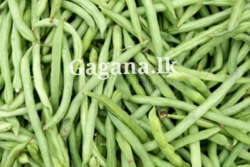 බෝංචි කාලත් හමාරයි ද?. ඉහළ ගිය බෝංචි මිල මෙන්න.