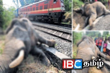 தொடருந்தில் மோதி காட்டு யானை உயிரிழப்பு