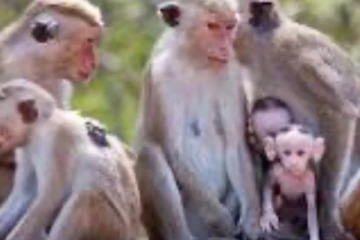 මෙරට රිලවුන් චීනයට යවනවාද.. තීරණය ලබා දෙයි..