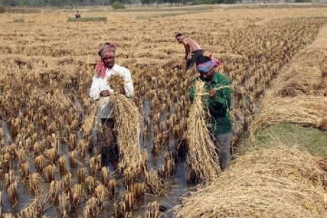 பாகிஸ்தான் பொருளாதாரத்திற்கு விழுந்த பேரிடி... இந்தியாவால் கடும் பாதிப்பில் காரீஃப் பயிர்கள்