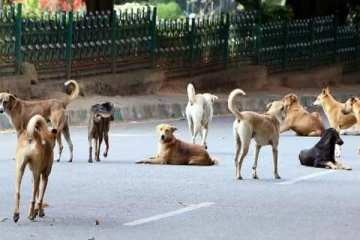 பௌர்ணமி தினத்தன்று விஷம் கொடுத்து கொல்லப்பட்ட நாய்கள்! பொலிஸார் விசாரணை
