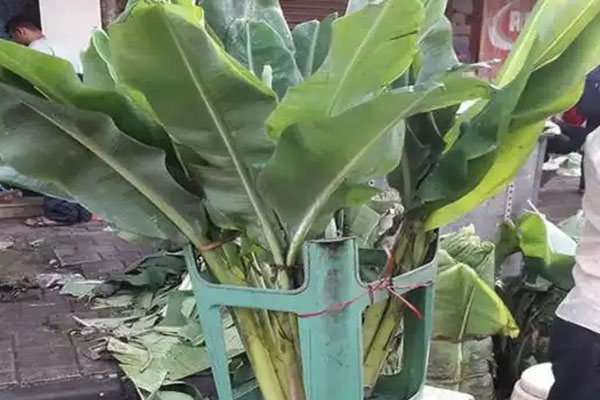 வியாழக்கிழமைகளில் வாழைமரத்தை இப்படி வழிப்பட வேண்டுமாம் | Banana Tree Worshiped Like This On Thursdays
