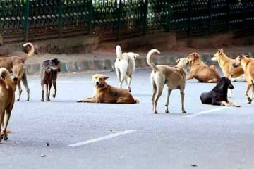 கட்டாக்காலி நாய்களுக்கு கருத்தடை!