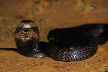 உலகில் அதிகம் விஷம் உள்ள பாம்பு எது தெரியுமா?