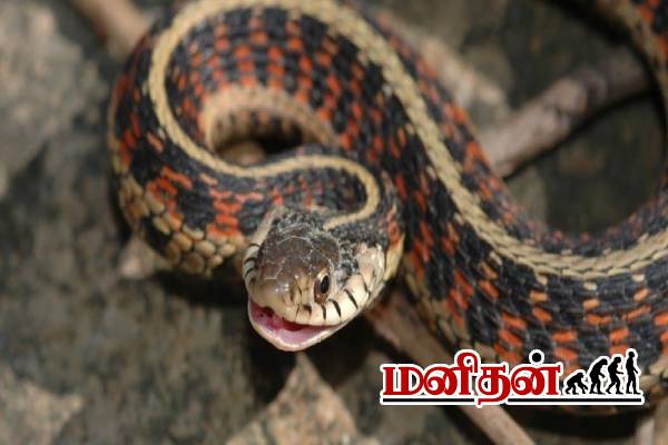 இந்த செடி வைங்க.. பாம்பு தொல்லை இருக்காது! | Plants That Repel Snakes In Tamil