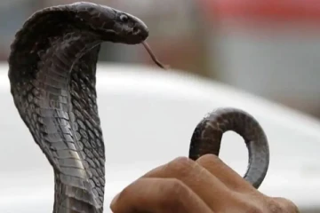 யாழில் மூன்று பிள்ளைகளின் தந்தைக்கு நேர்ந்த துயரம்!