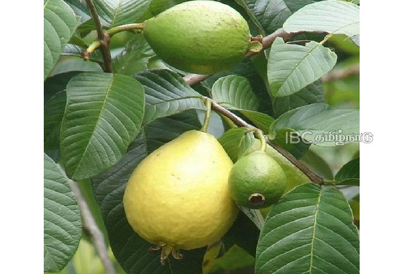 சர்க்கரை நோயாளிகள் சாப்பிட வேண்டிய உணவுகள் என்னென்ன தெரியுமா? | Tv Actress Rupa Dutta Arrested In Theft Case