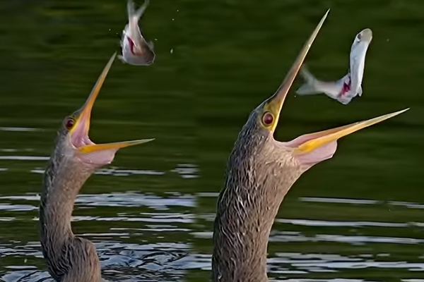 Viral Video: நாரையின் அடுத்தடுத்த விடாமுயற்சி... மீண்டும் மீண்டும் நிச்சயம் பார்ப்பீங்க | Bird Drops Fish Then Swallows It Whole Eventually Viral Video: நாரையின் அடுத்தடுத்த விடாமுயற்சி... மீண்டும் மீண்டும் நிச்சயம் பார்ப்பீங்க | Bird Drops Fish Then Swallows It Whole Eventually