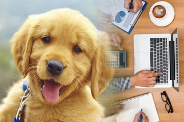 இலங்கையில் நாயினால் வந்த சோதனை: வங்கியில் இருந்து பெருந்தொகை பணம் மாயம்