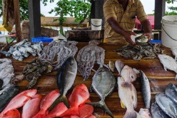පෑලියගොඩ ප්‍රධාන මත්ස්‍ය වෙළෙඳපොළේ මාළු මිල පහළට