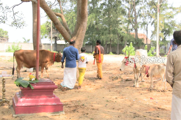 நாட்டின் பல பகுதிகளில் சிறப்பாக இடம்பெற்ற பட்டிப்பொங்கல் | A Well Attended Pattipongal