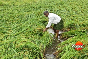 ගොවියන්ගේ අවධානයට - වගාවට හානි වෙන්න කලින් බලන්න