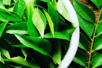 தினமும் ஒரு கைப்பிடி அளவு கறிவேப்பிலை சாப்பிடுவதால் இவ்வளவு நன்மைகளா? இது நாள் வரை தெரியாமல் போச்சே!