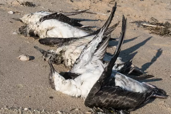 கனடாவில் கருணைக்கொலை செய்யப்பட்ட பாரியளவு உயிரினங்கள் | Massive Creatures Euthanized In Canada