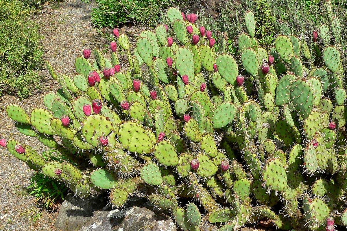 Vastu Tips: இந்த செடிகளை வீட்டில் வளர்க்கிறீர்களா? பணப்பிரச்சனை ஏற்படுமாம் | Unlucky These Plant Avoid In Your House Vastu Tips