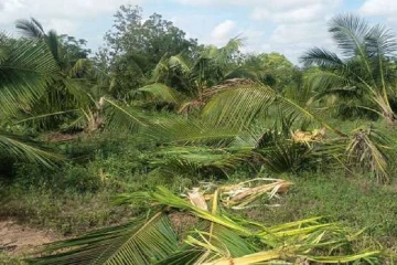 අලි රංචුවක් එන්නුන්ගොඩ ගම්මානයට කඩා වැද මහා විනාශයක්