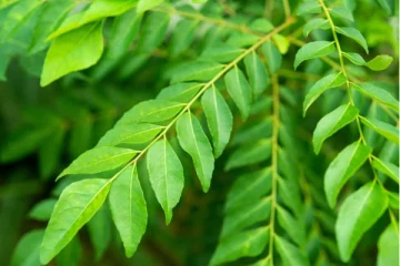 தினமும் வெறும் வயிற்றில் கறிவேப்பிலை சாப்பிடுவதால் என்ன நடக்கும்? இனி இதை தவறிகூட ஒதுக்கிவிடாதீர்கள்